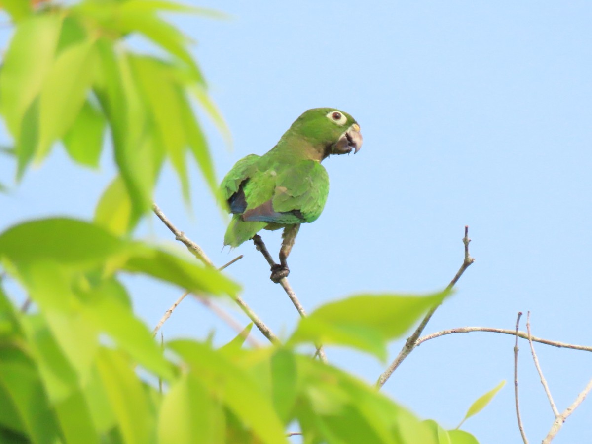 Olive-throated Parakeet - ML573725261