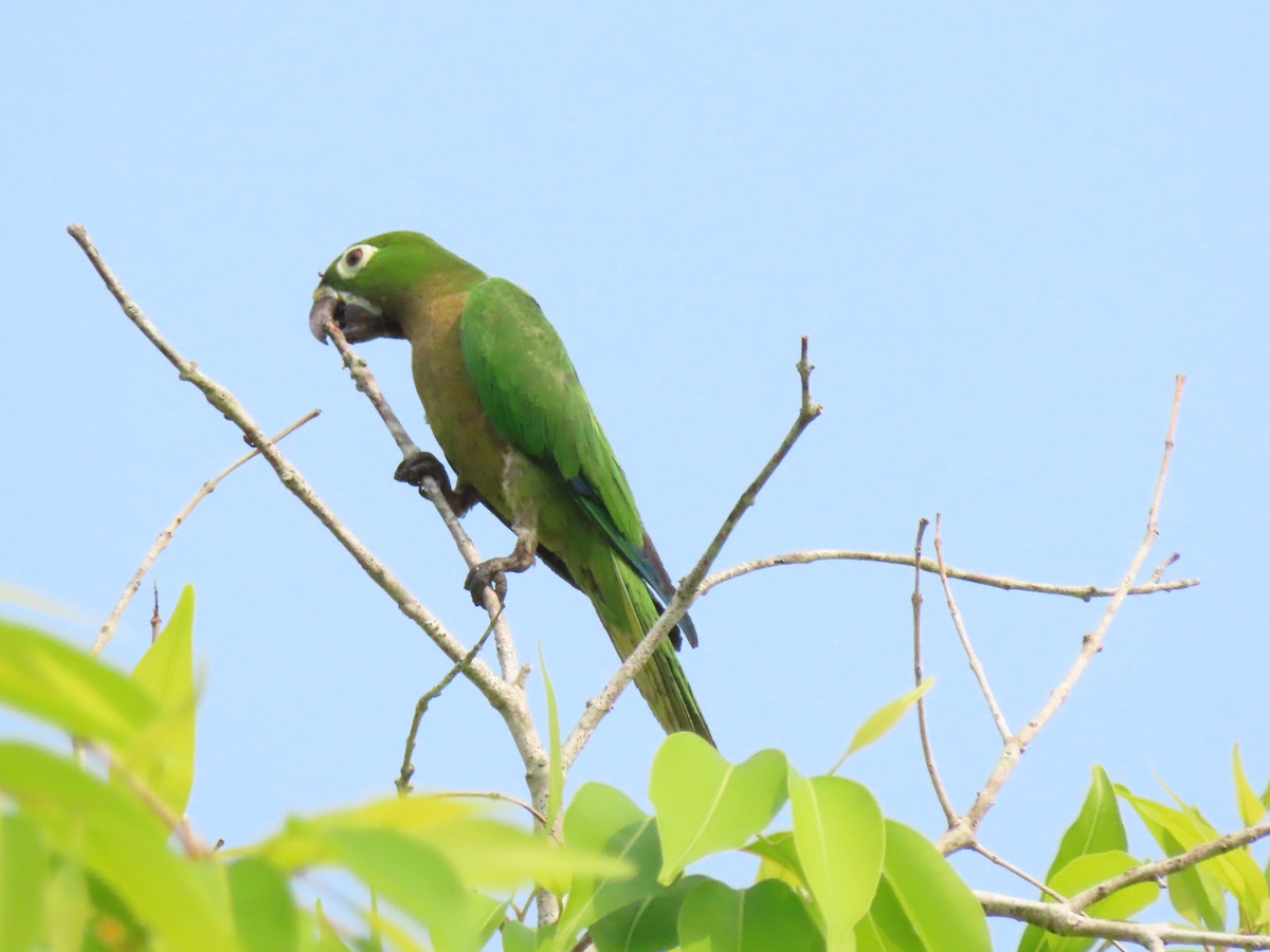 Olive-throated Parakeet - ML573725291