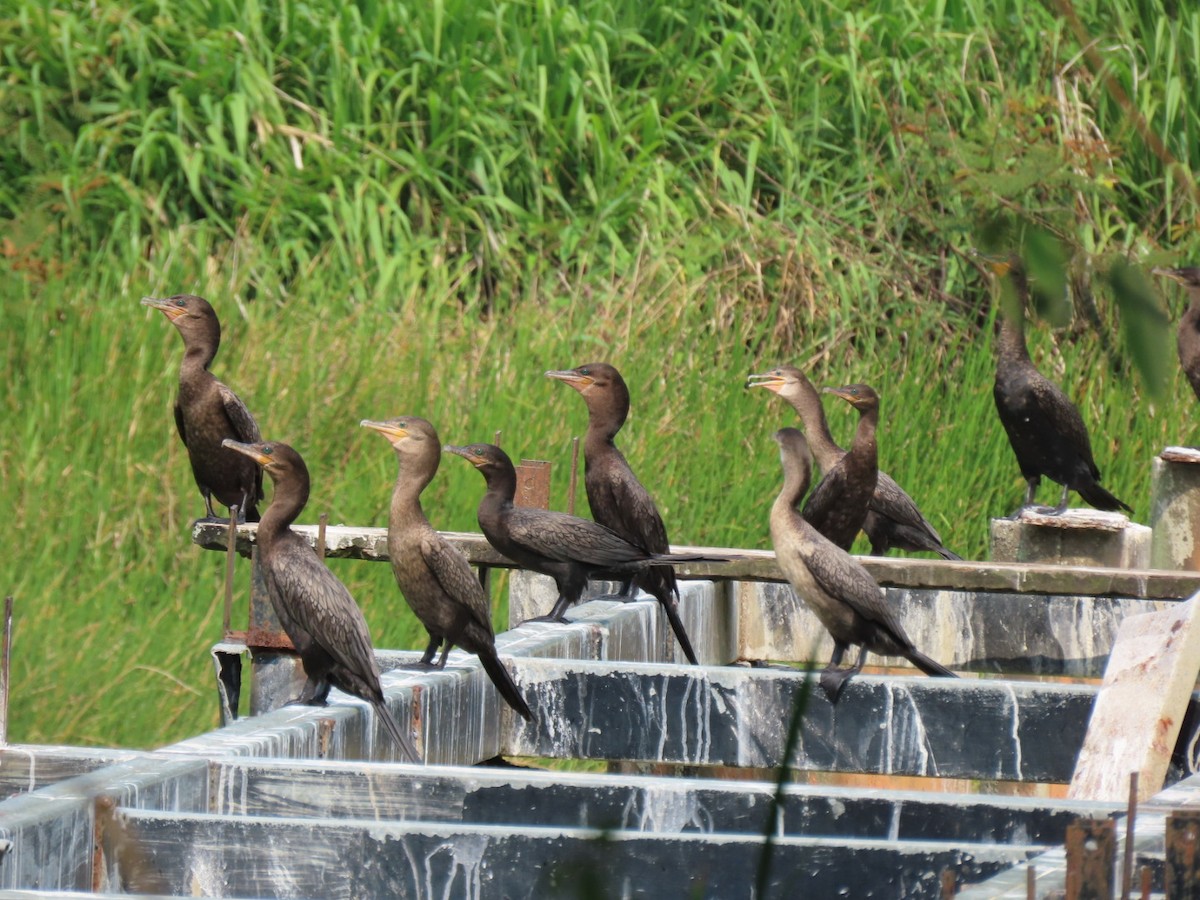 Neotropic Cormorant - ML573726001