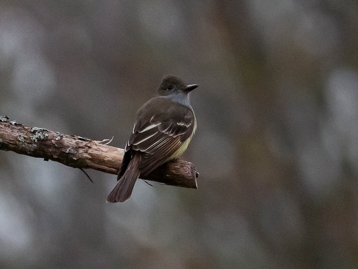 Great Crested Flycatcher - ML573726081