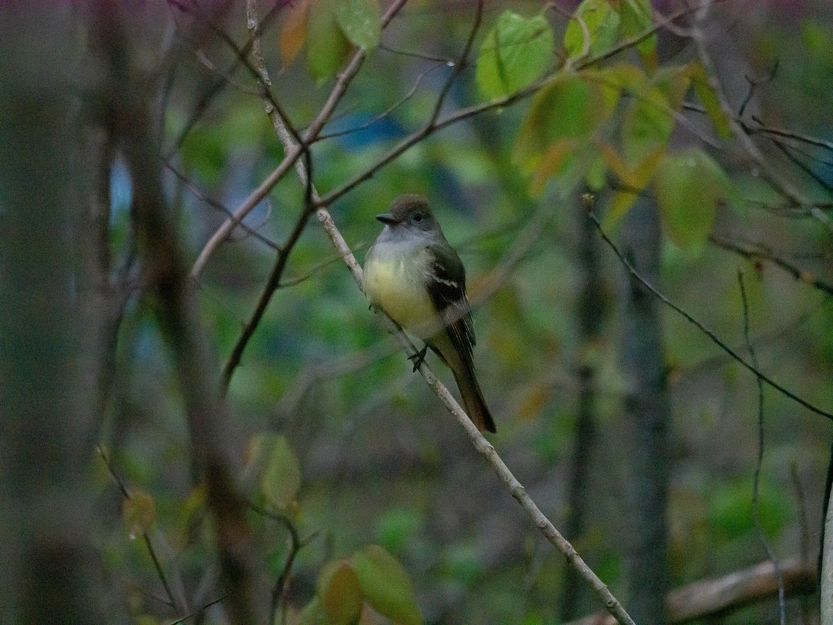 Great Crested Flycatcher - ML573726091
