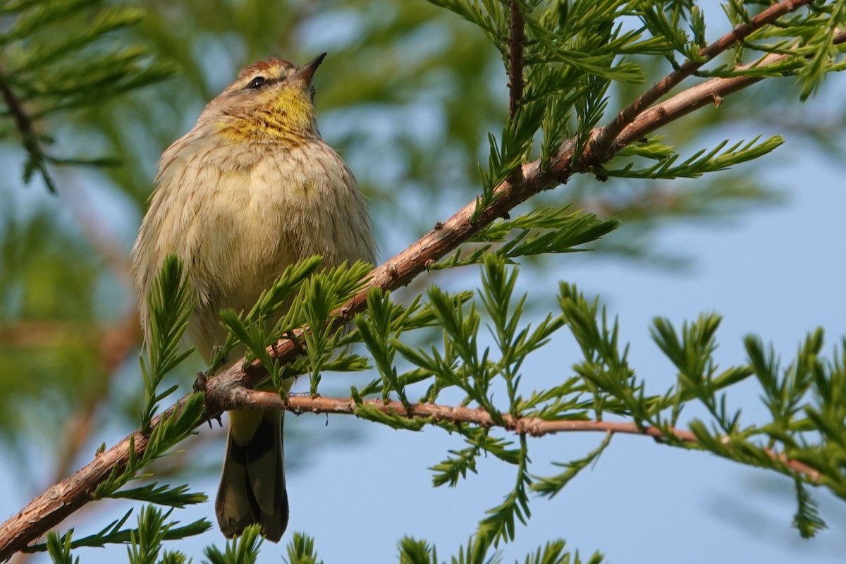 Palm Warbler - ML573726191