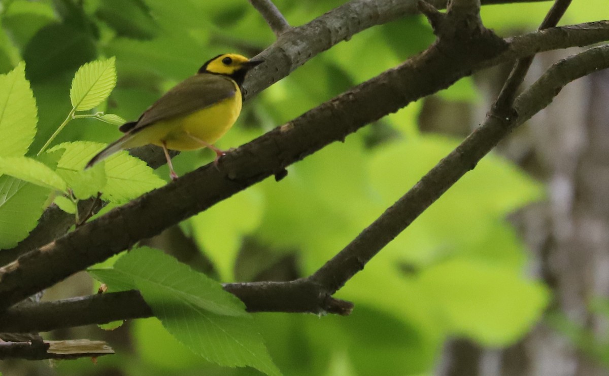 Hooded Warbler - Rob Bielawski