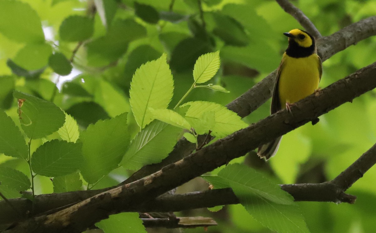 Hooded Warbler - ML573726761