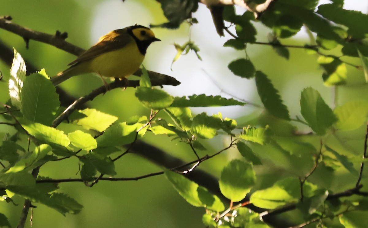 Hooded Warbler - Rob Bielawski