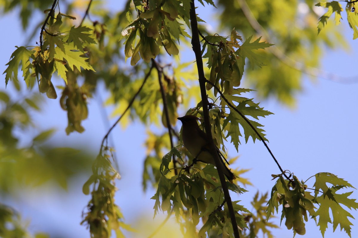 Cedar Waxwing - ML573727081