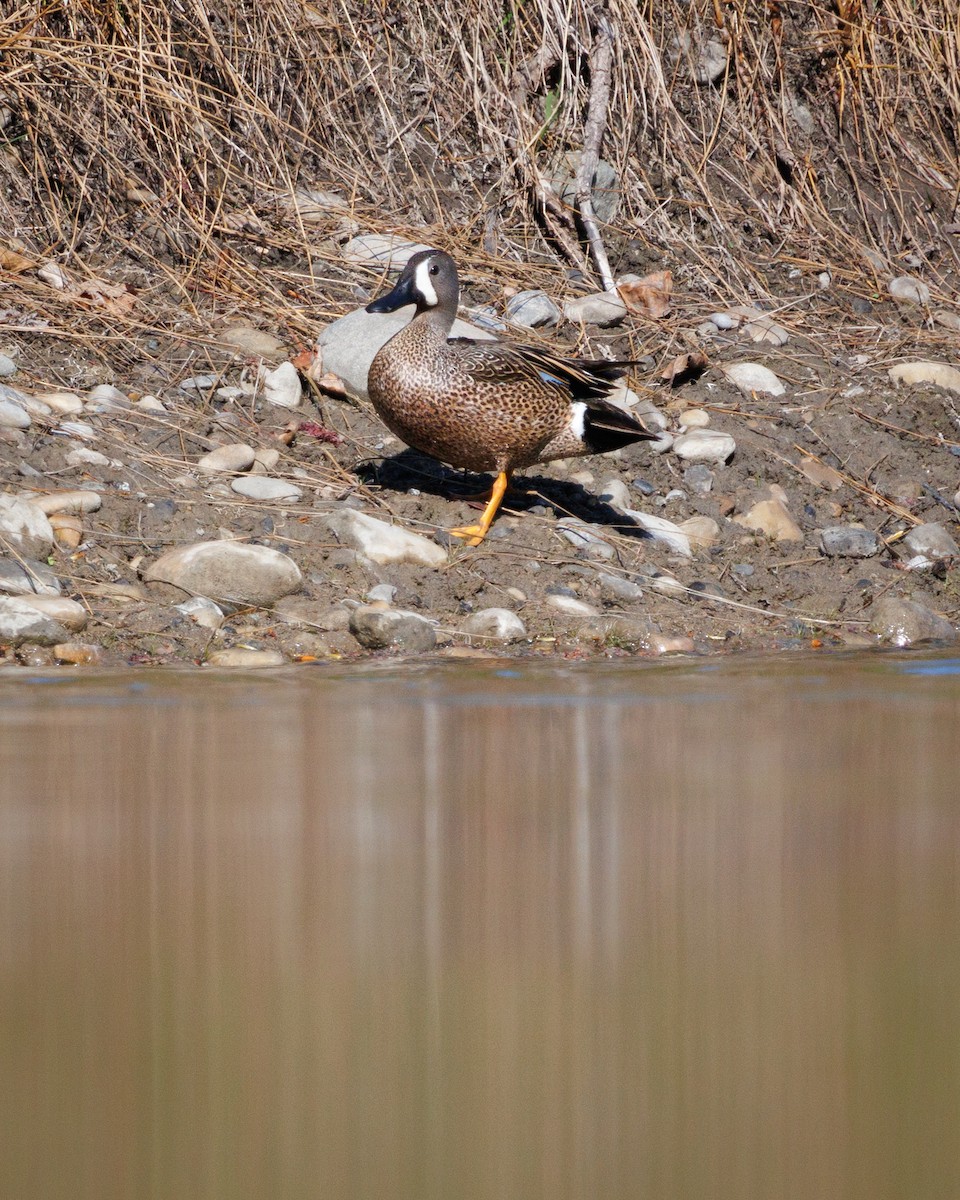 Blue-winged Teal - ML573727751
