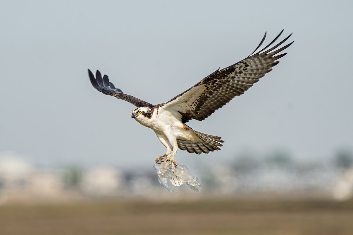 Osprey - James Ancona