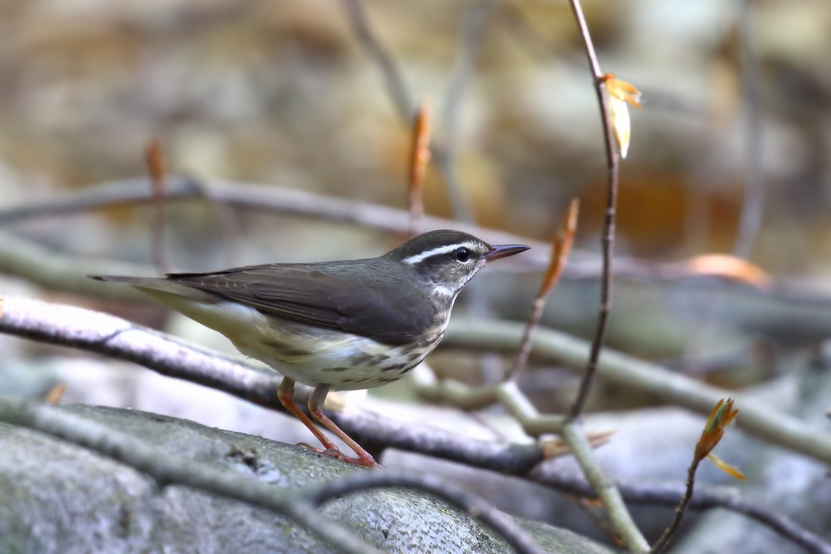 Louisiana Waterthrush - ML573727971