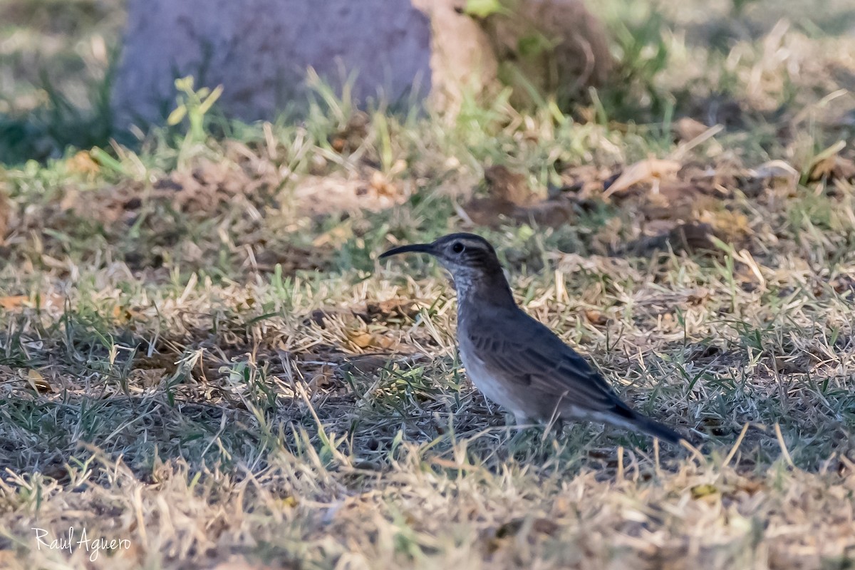 Scale-throated Earthcreeper - ML573728951