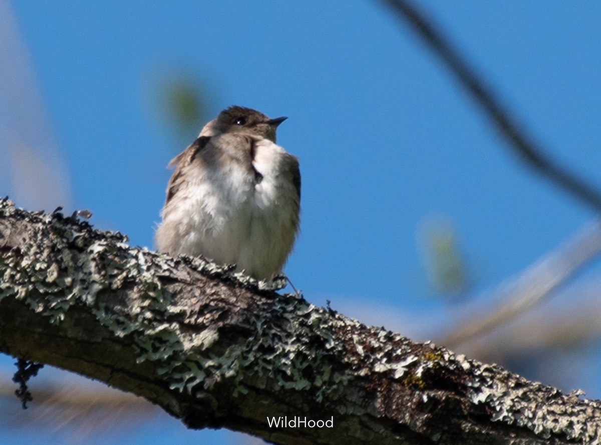 Northern Rough-winged Swallow - Kshanti Greene