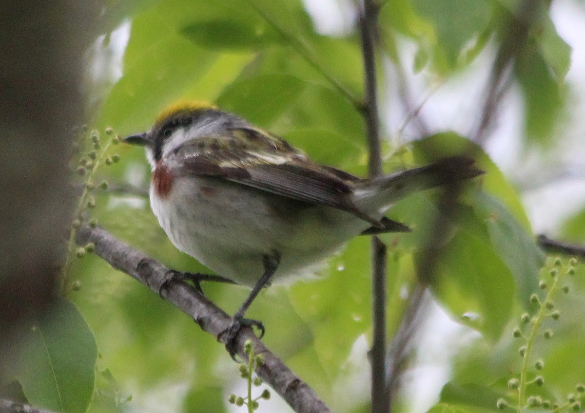 Chestnut-sided Warbler - ML57372901