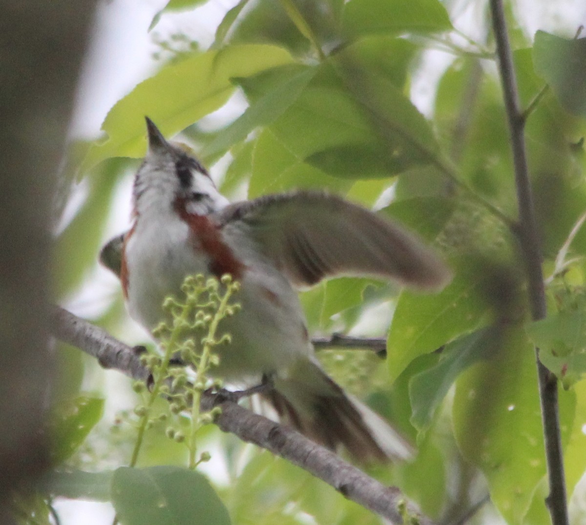 Chestnut-sided Warbler - ML57372911