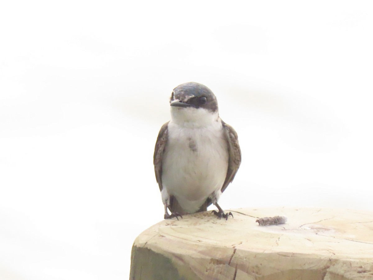 Mangrove Swallow - ML573729511