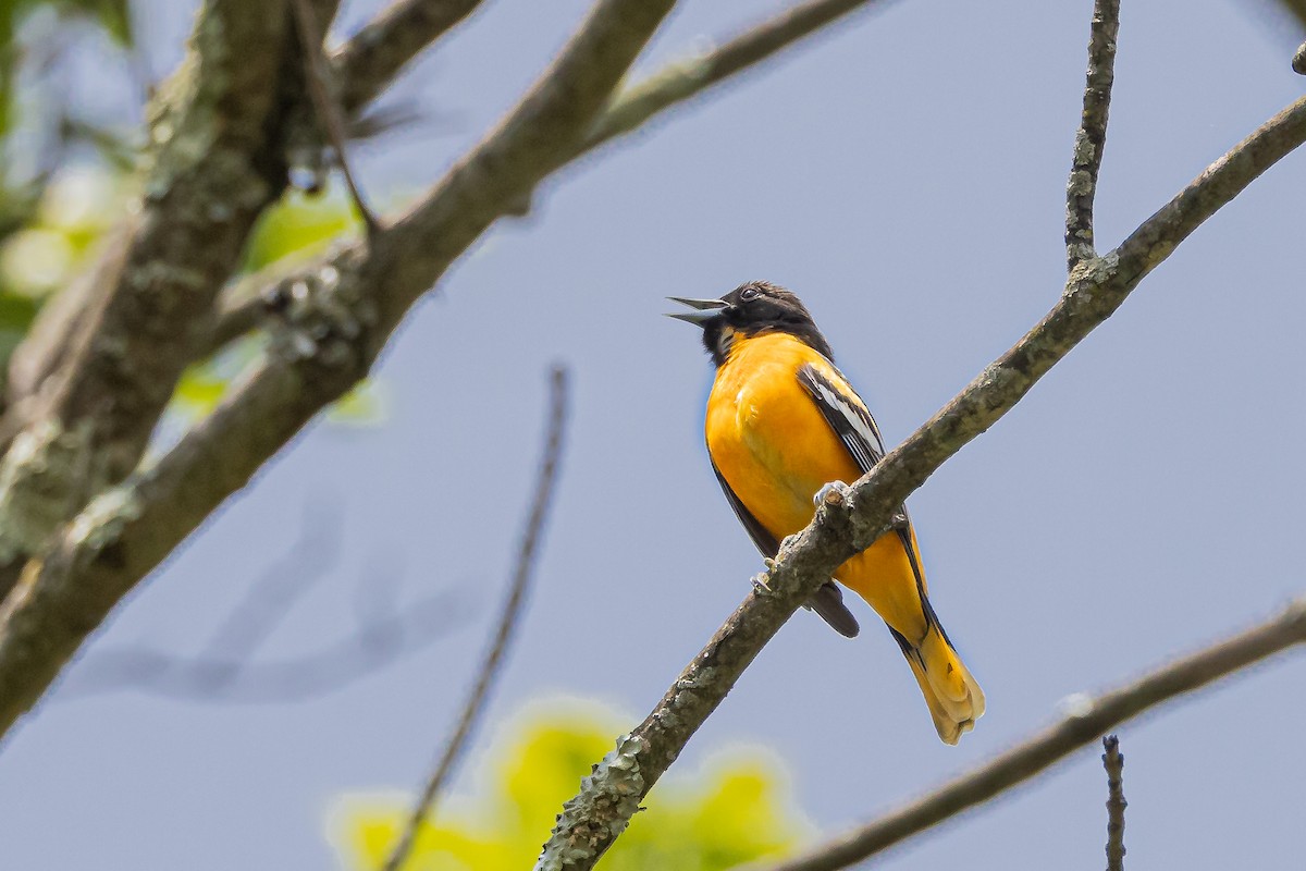 Baltimore Oriole - ML573729781