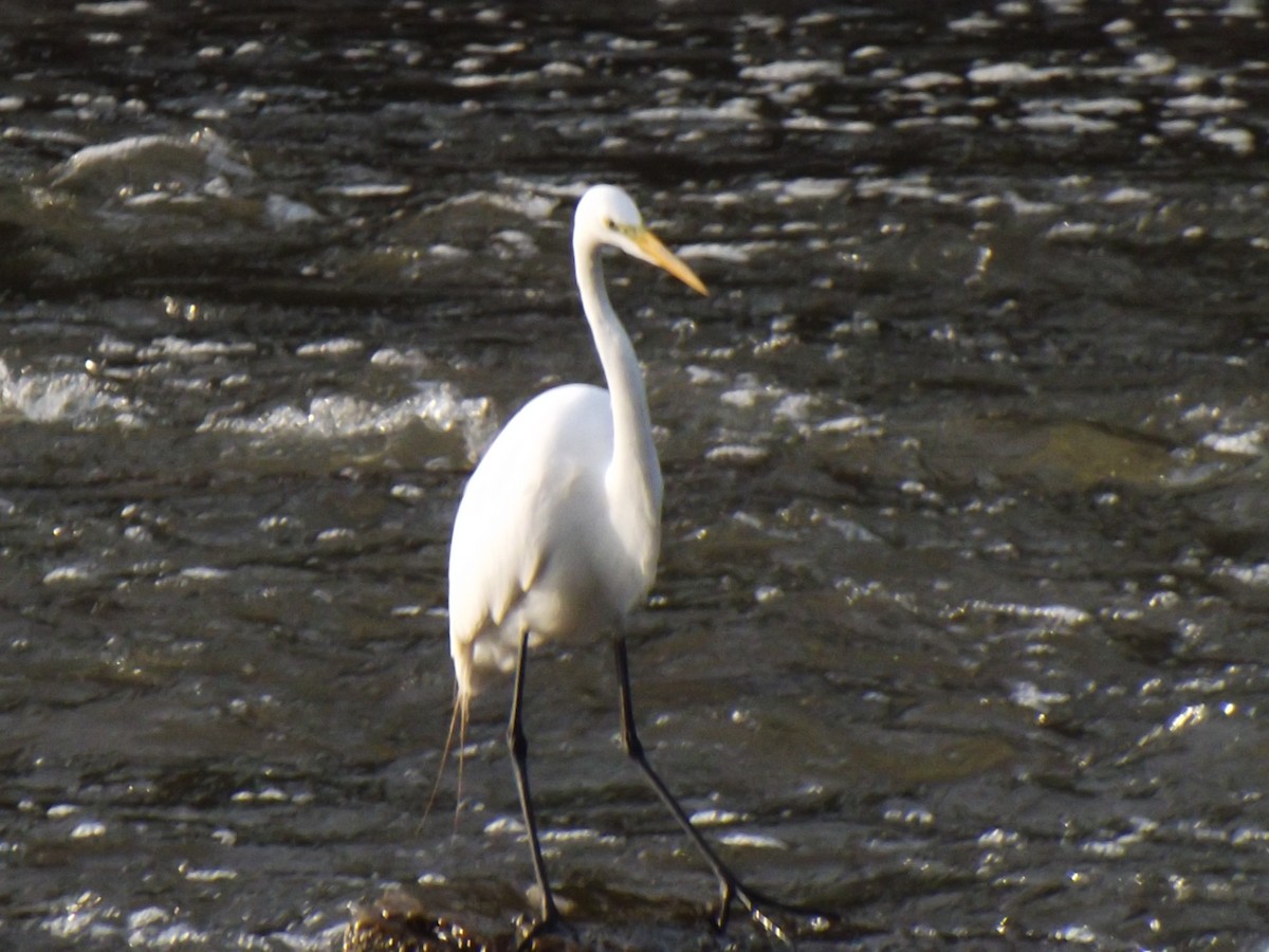 Great Egret - ML573729831