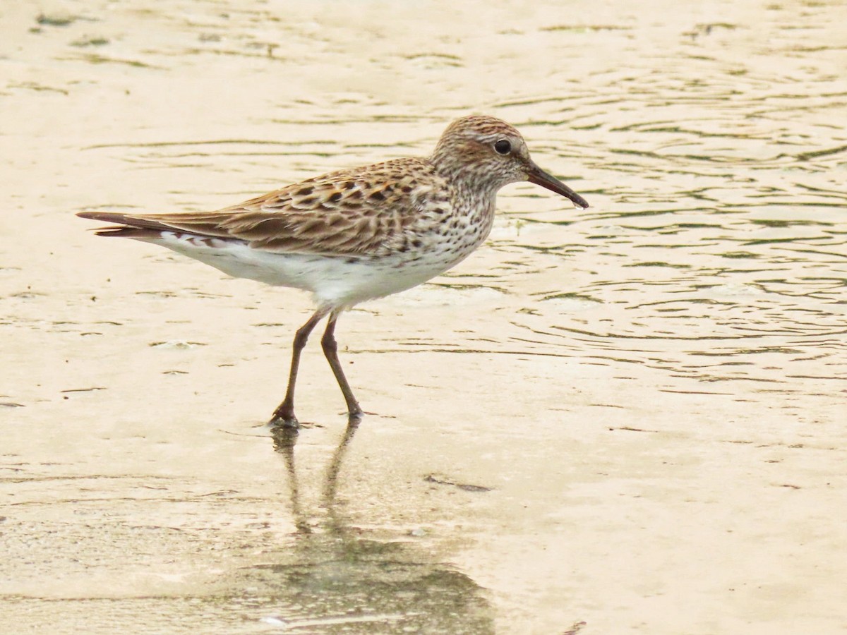 White-rumped Sandpiper - Franklin  Aguilar