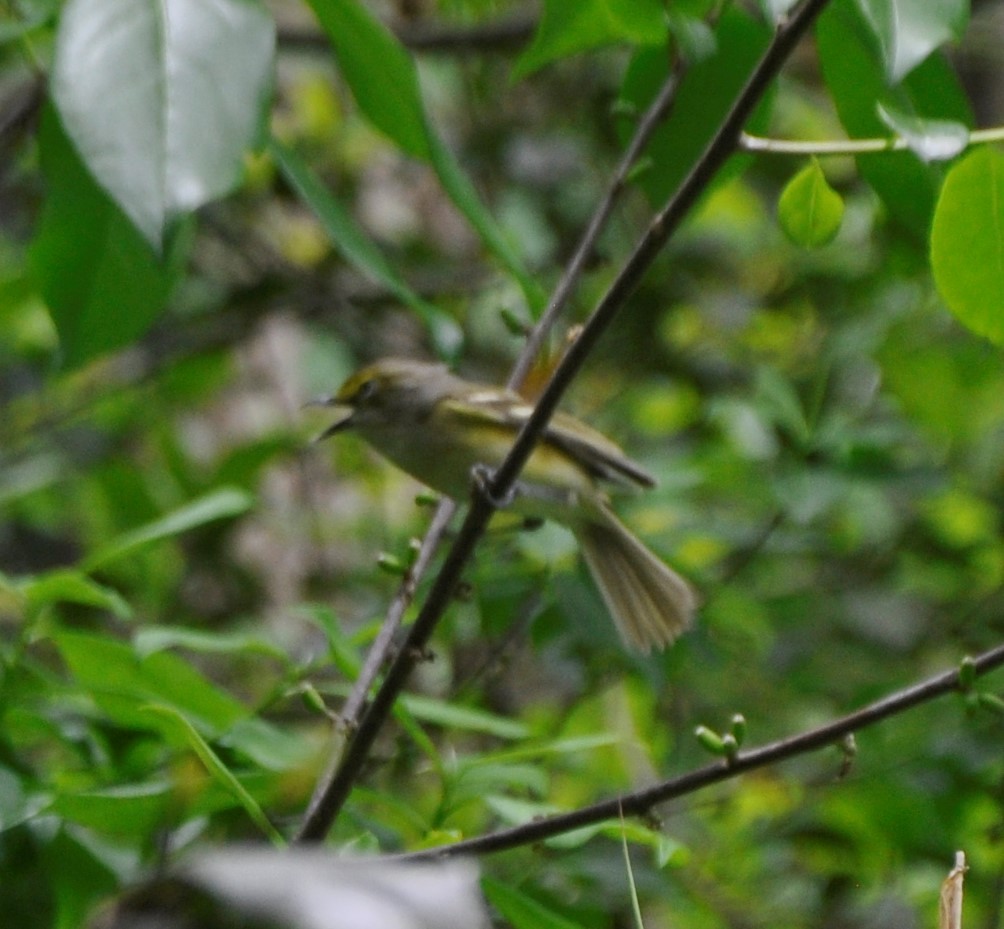 White-eyed Vireo - ML573730831