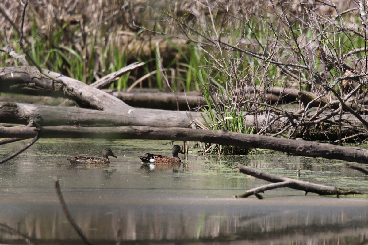 Blue-winged Teal - ML573730971