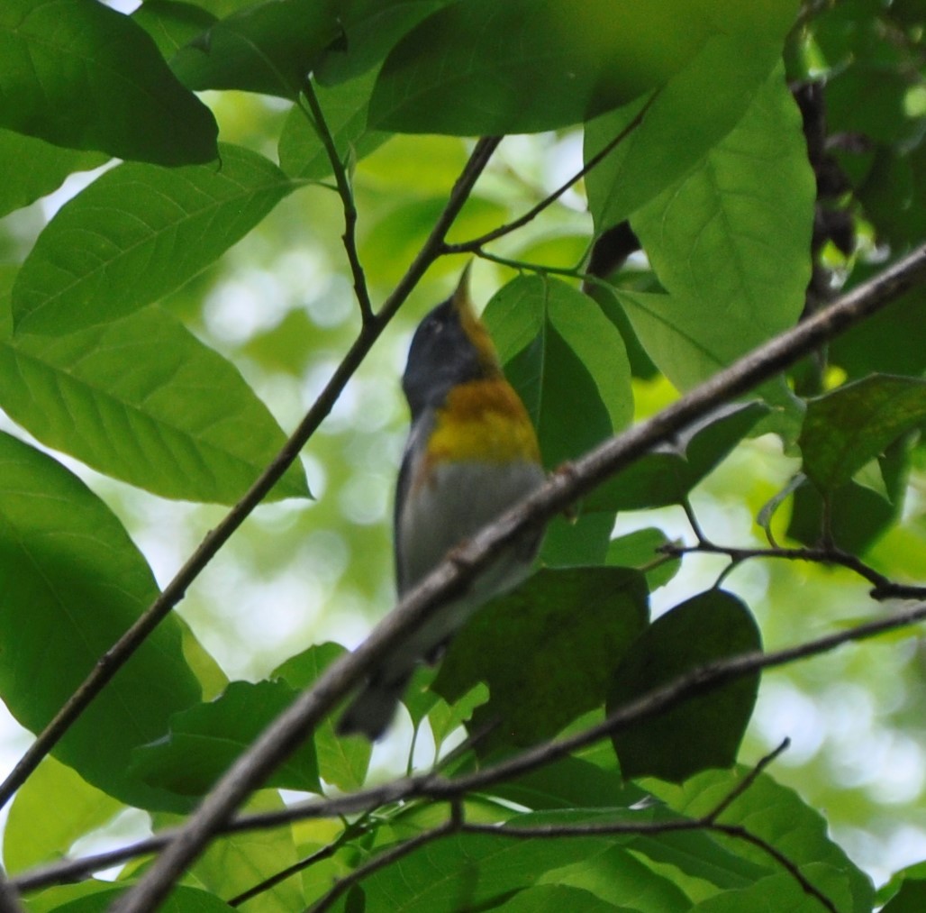 Northern Parula - ML573731141