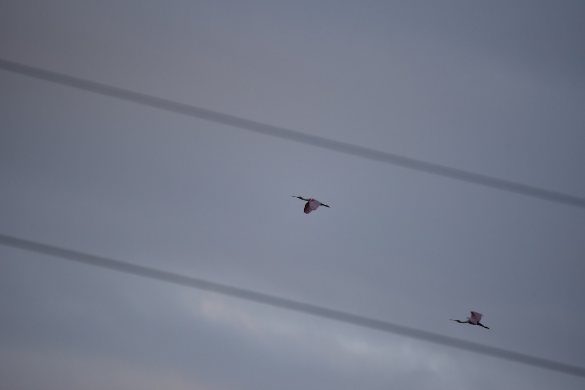 Roseate Spoonbill - ML573731281