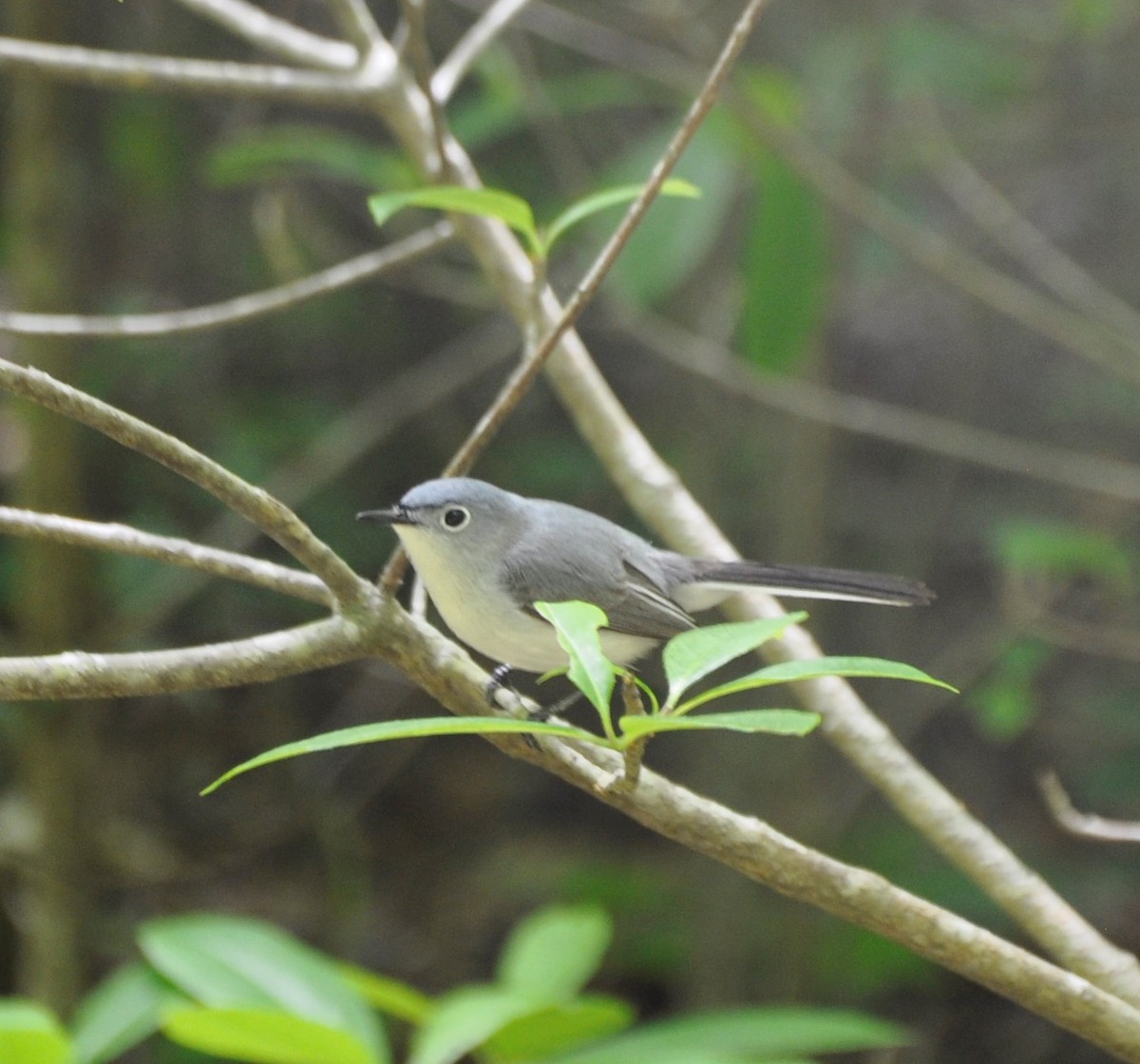 Blue-gray Gnatcatcher - ML573731321