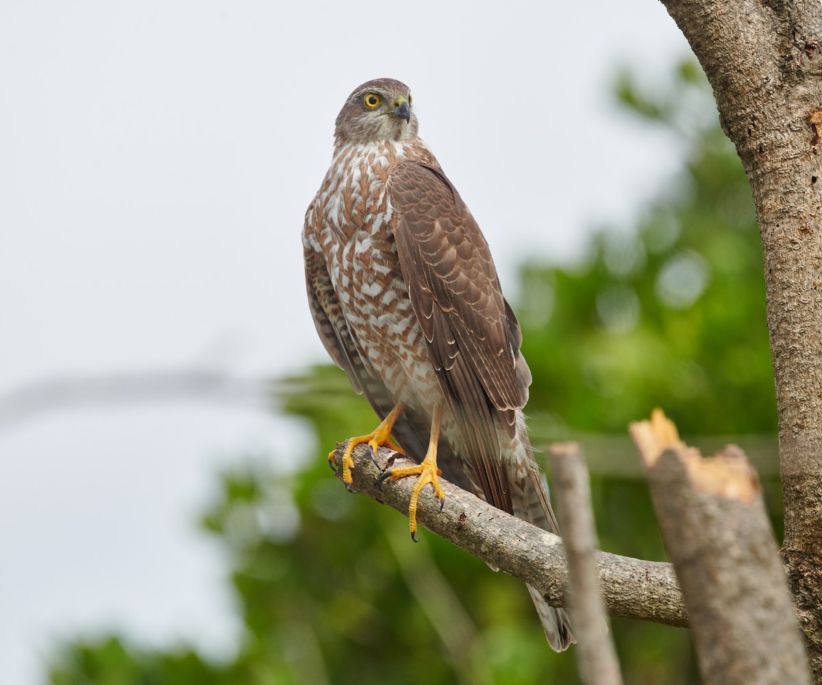 Collared Sparrowhawk - Steven McBride