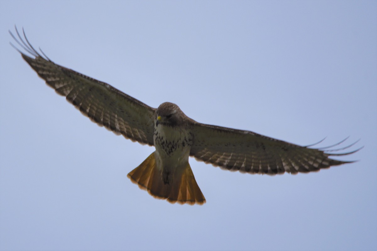 Red-tailed Hawk - Joseph Mittura