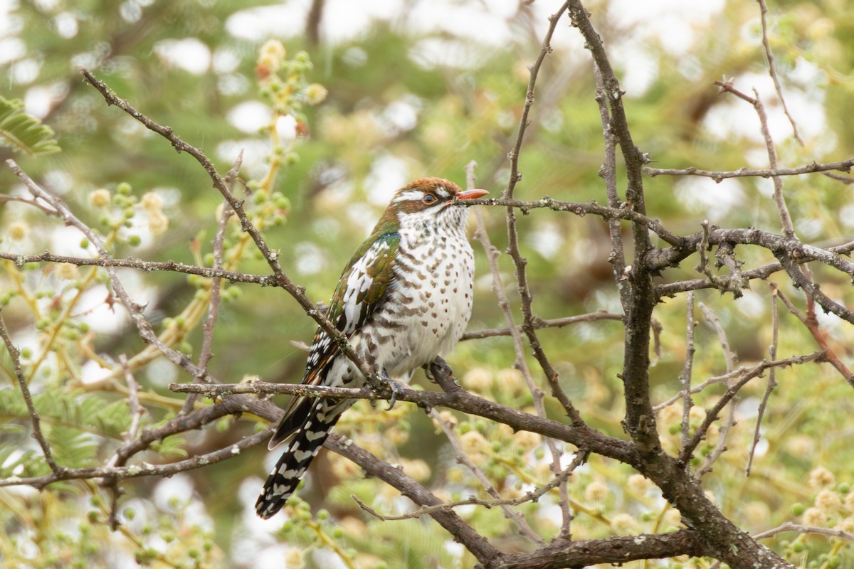 Dideric Cuckoo - ML573733201