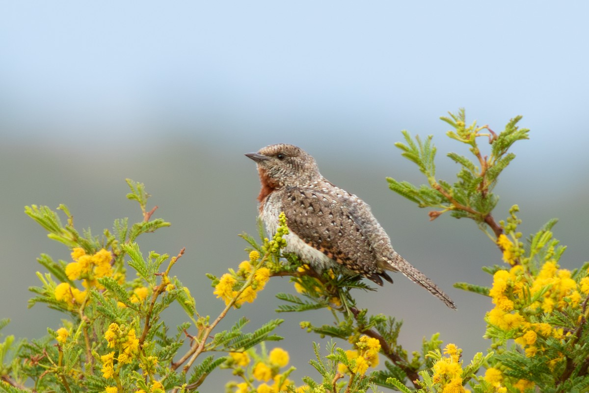 Red-throated Wryneck - ML573733641