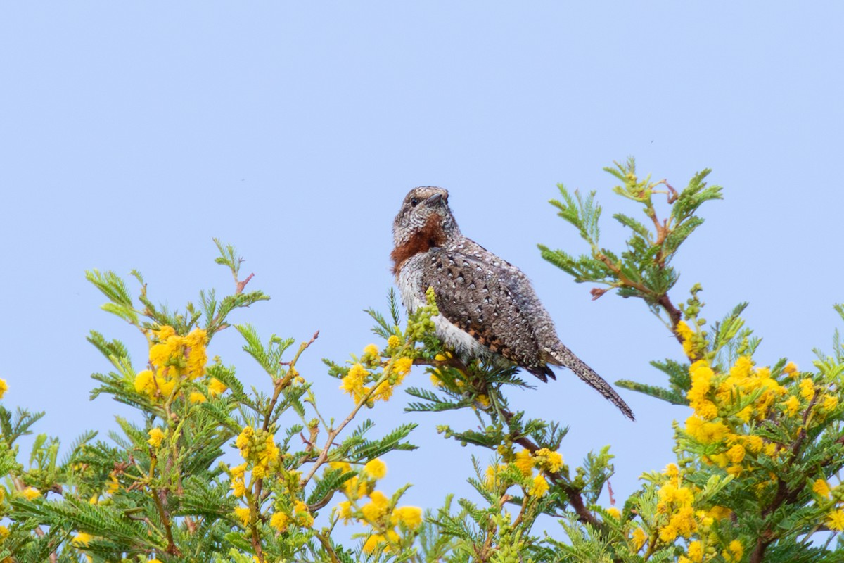 Red-throated Wryneck - ML573733661