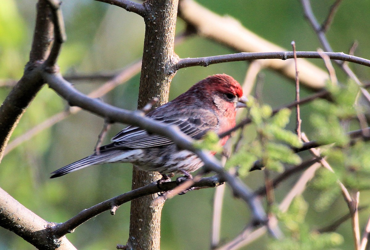 House Finch - ML573736551