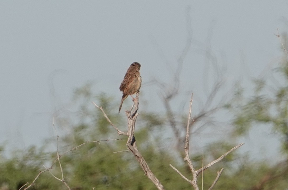 Botteri's Sparrow - ML573736591