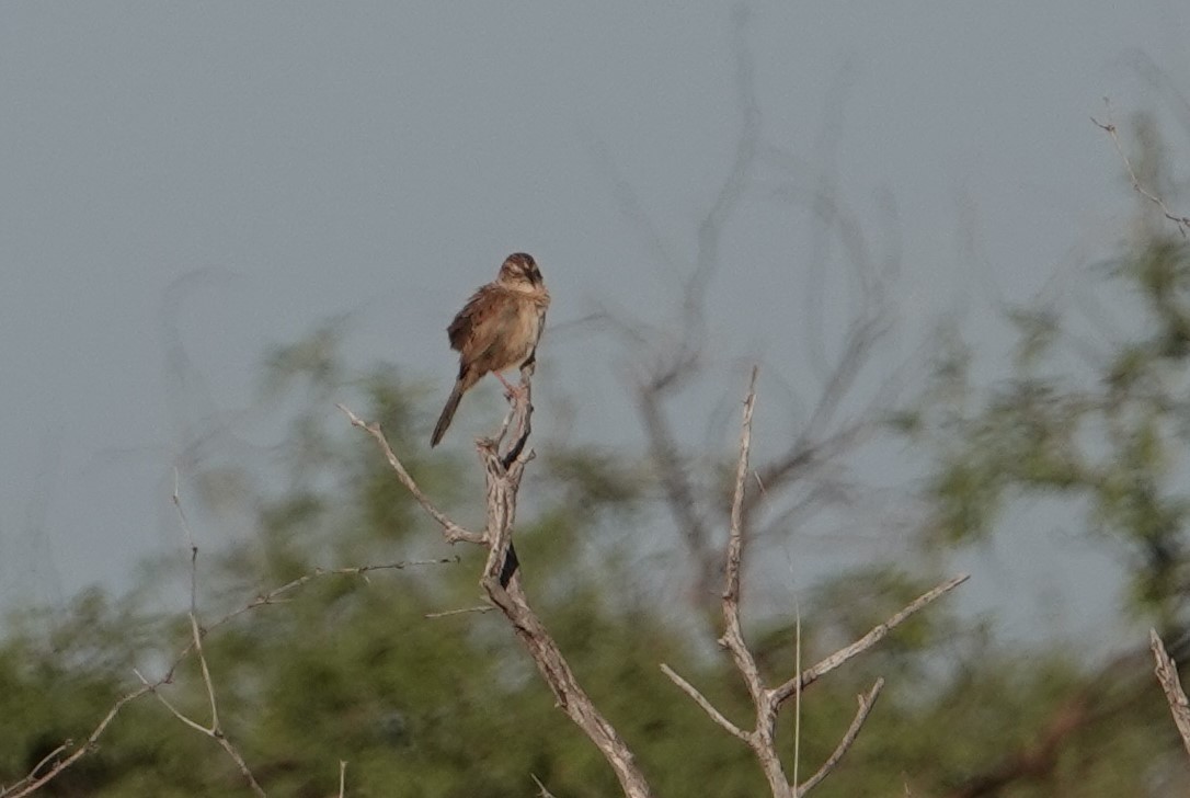 Botteri's Sparrow - ML573736611