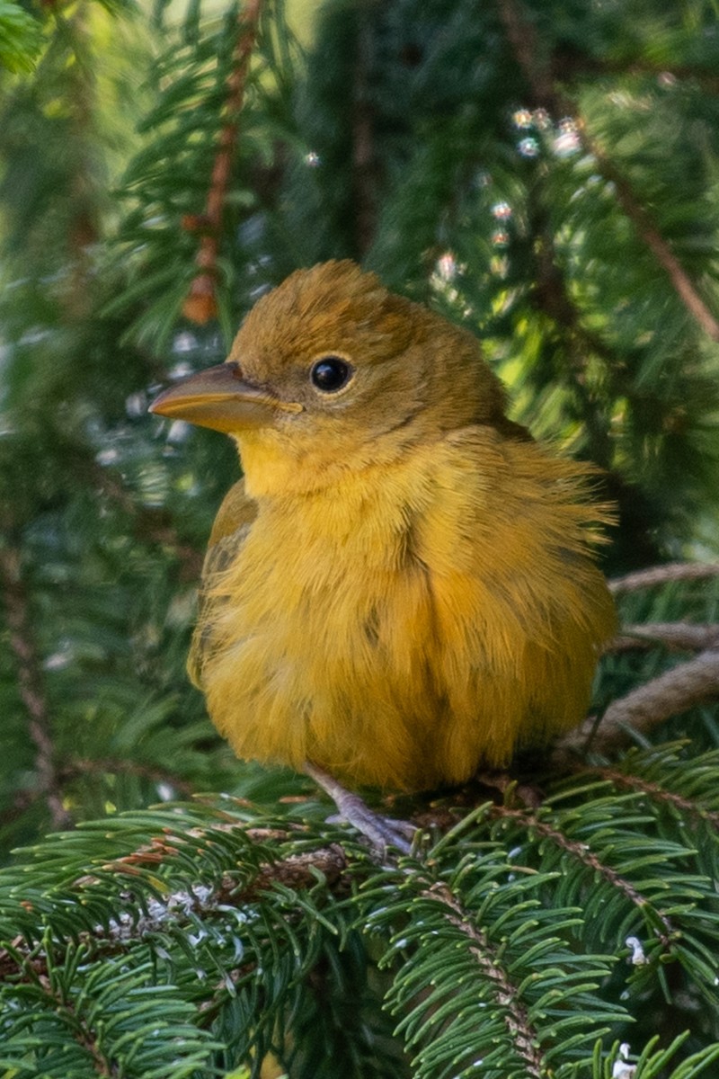 piranga ohnivá - ML573738291