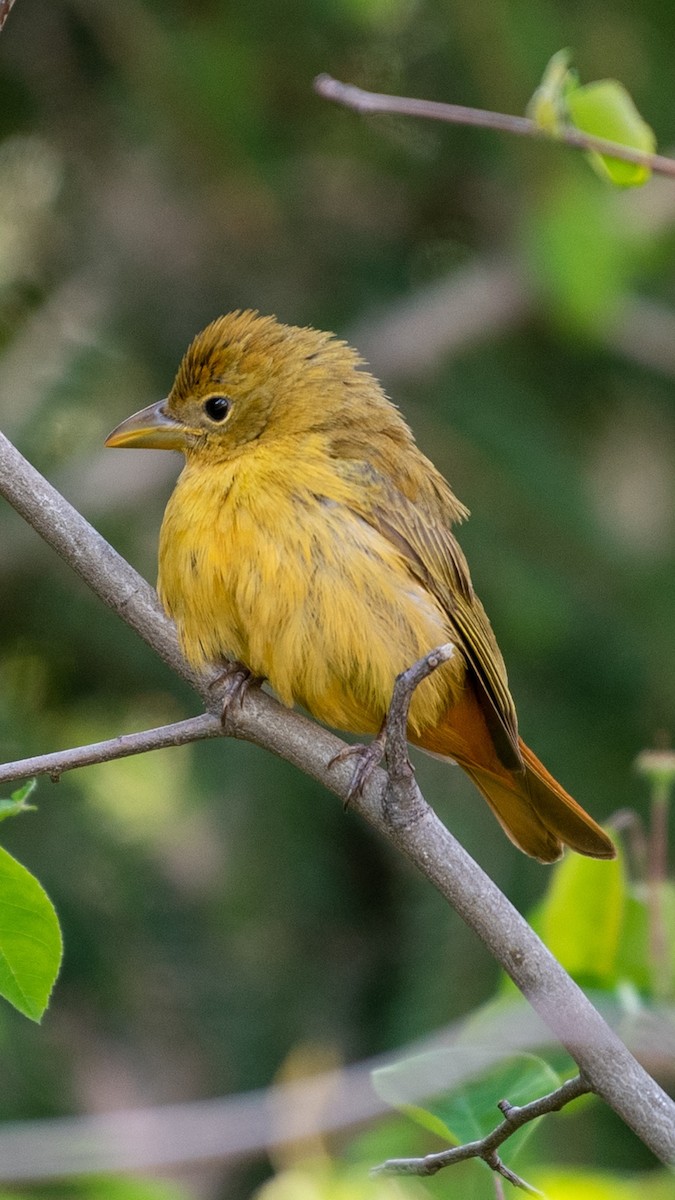 piranga ohnivá - ML573738301