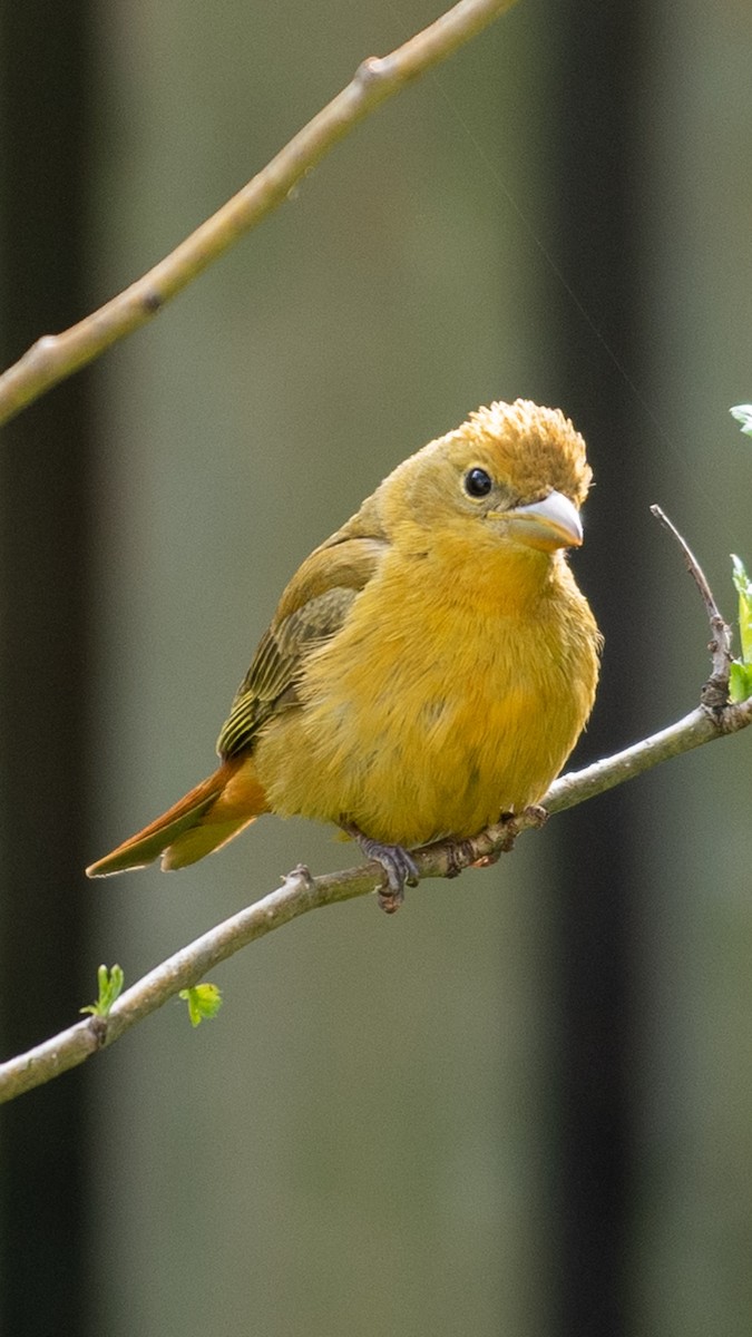 piranga ohnivá - ML573738311