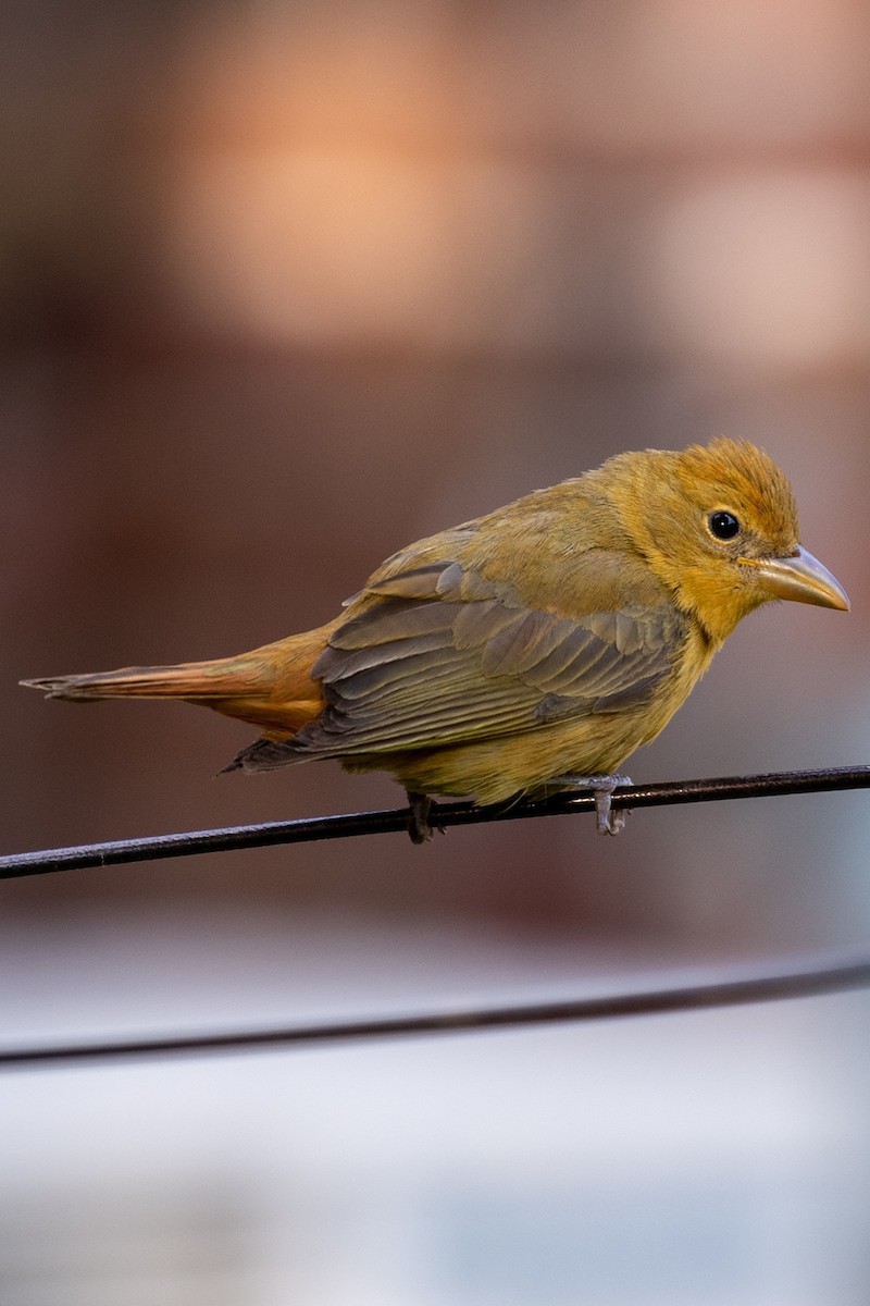 piranga ohnivá - ML573738321