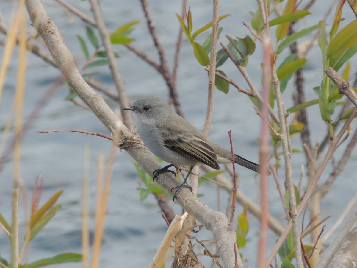 Sooty Tyrannulet - ML573738671