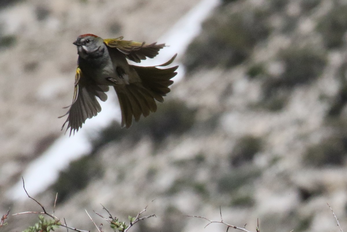 Green-tailed Towhee - ML573739921