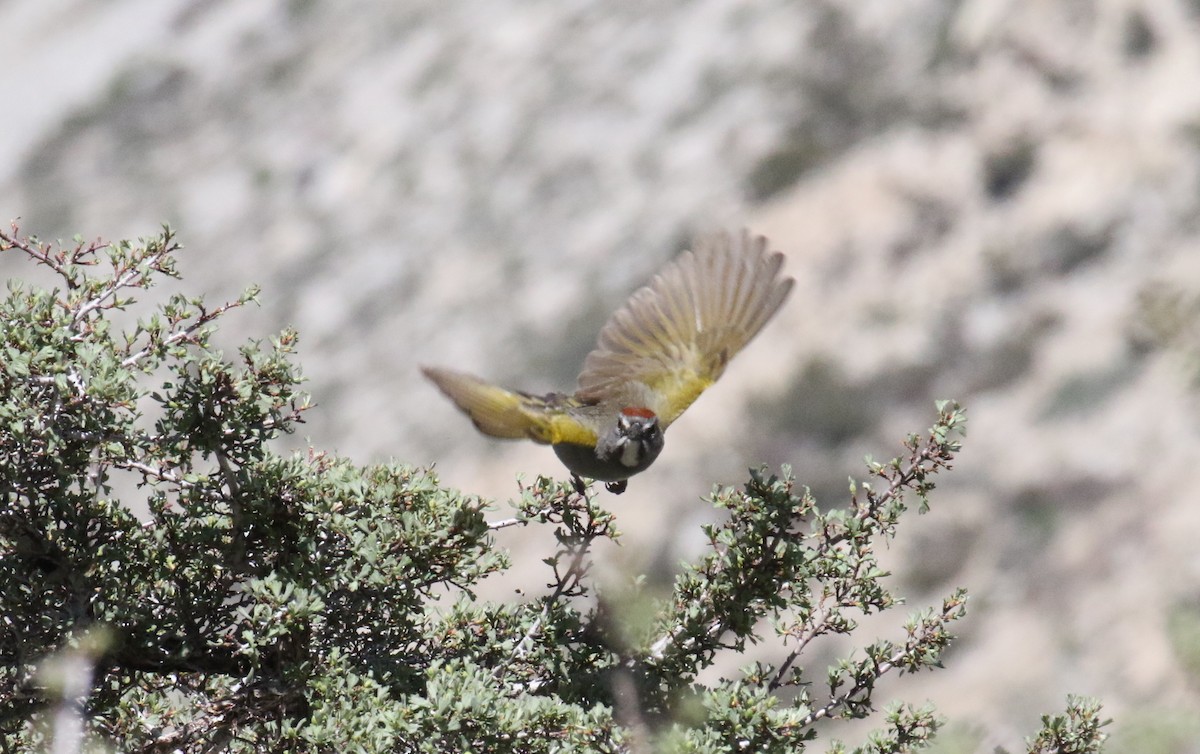 Green-tailed Towhee - ML573739951