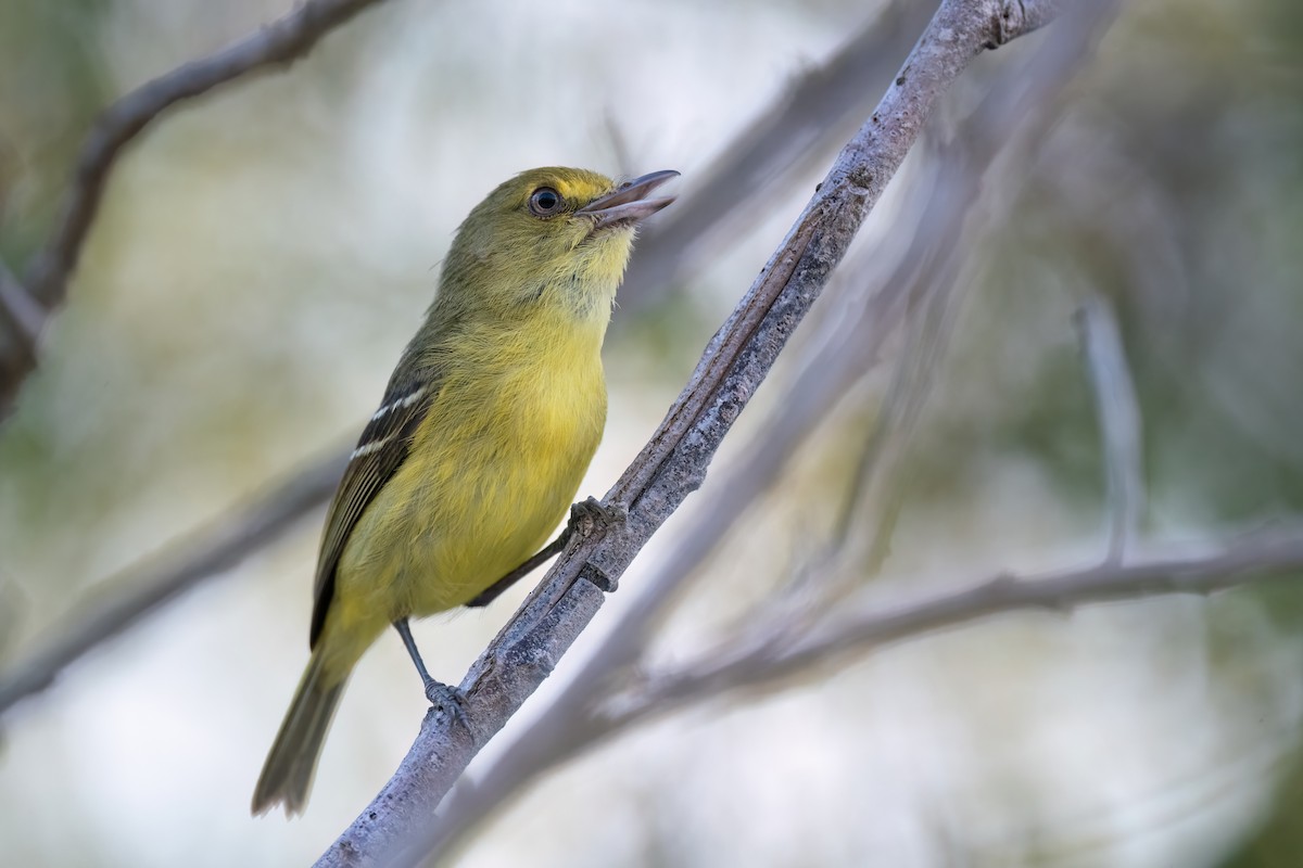 Mangrove Vireo - ML573740501
