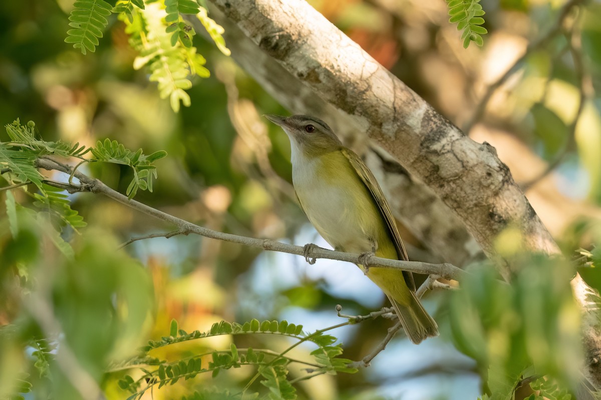 Yellow-green Vireo - ML573740531