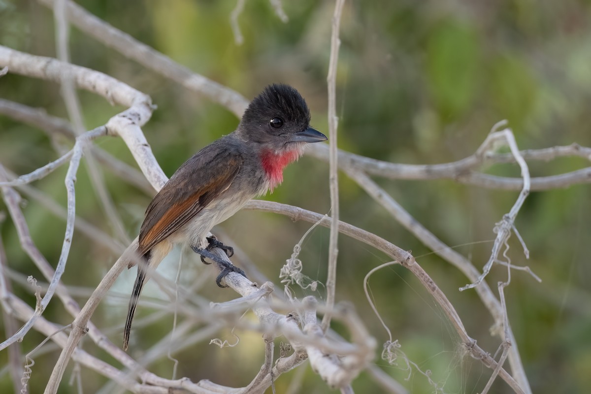 Rose-throated Becard - ML573740771