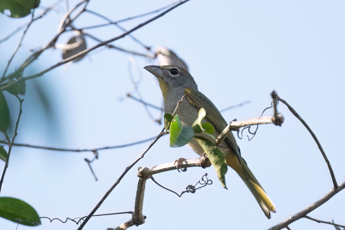 Rose-throated Tanager - ML573741201