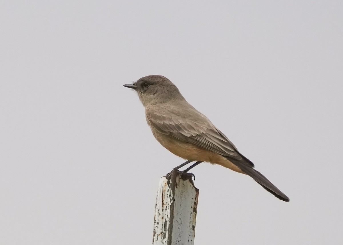 Say's Phoebe - ML573741381