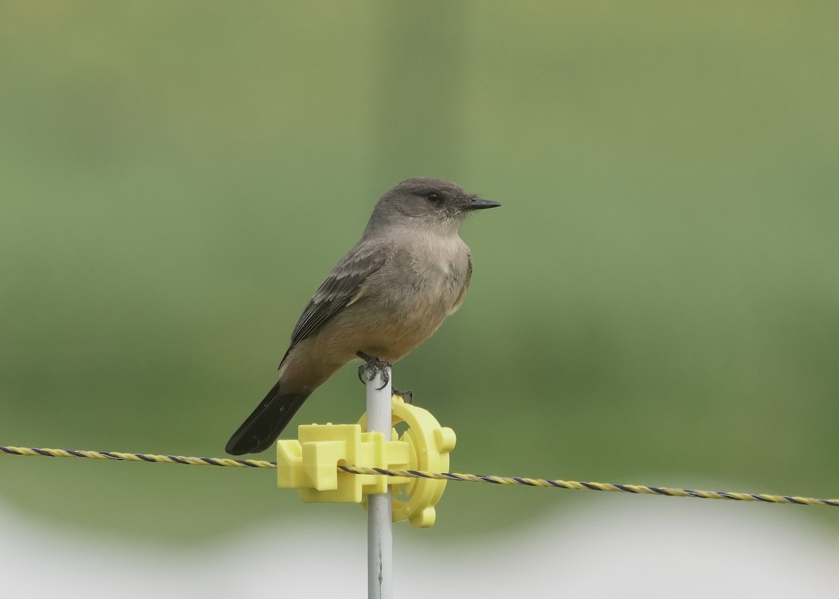 Say's Phoebe - ML573741391