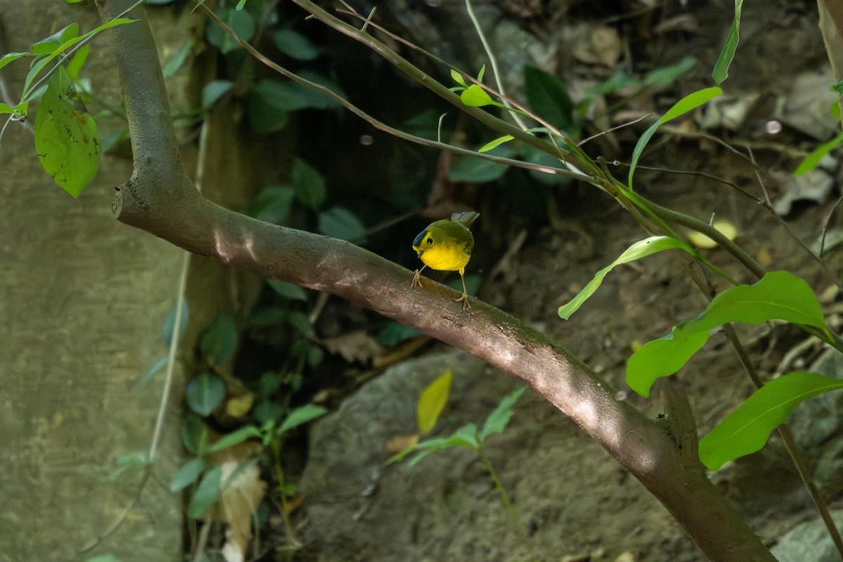 Wilson's Warbler - ML573741811