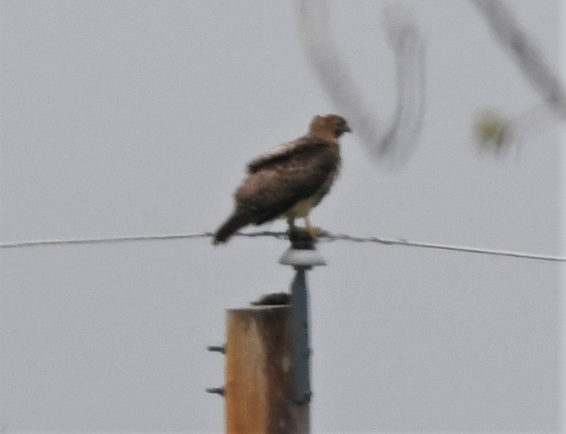 Red-tailed Hawk - ML573742041