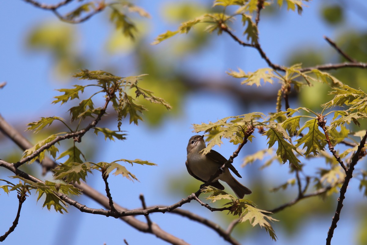 Warbling Vireo - ML573742681